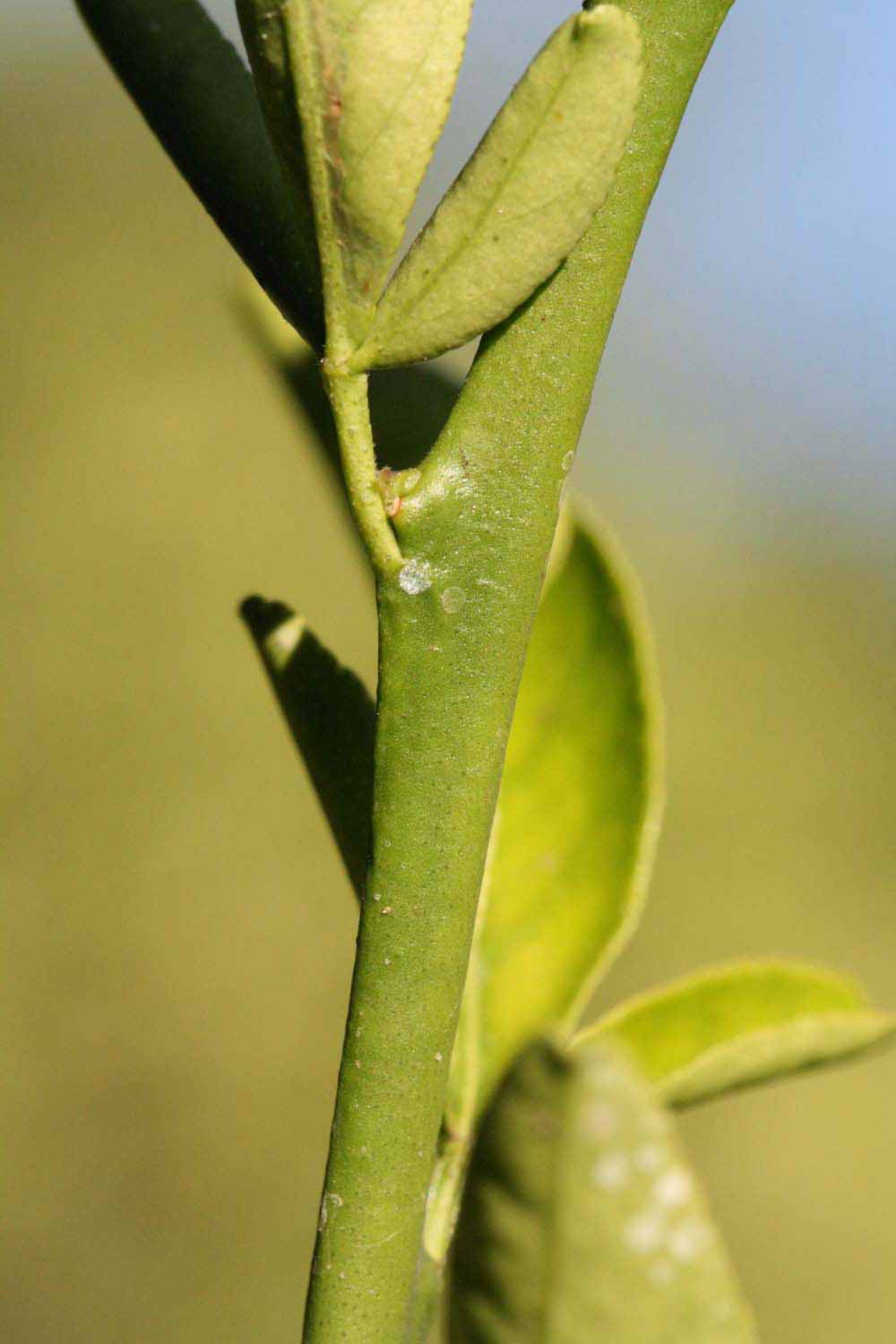           First year twig (Riverside, CA)   